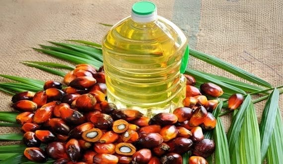 Thumbnail for Tanzania strengthens its poultry industry through cooperation with the Netherlands