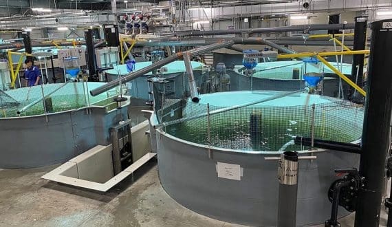 Thumbnail for Beyond Meat shares plunge as company launches debt exchange to cut over US$800 million