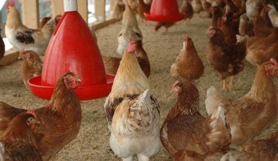 Thumbnail for Brazil’s Tace Trading invest in beef processing complex in Cameroon