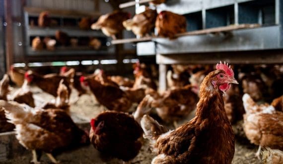 Thumbnail for Cargill appoints Andrew MacPherson as new Teys CEO