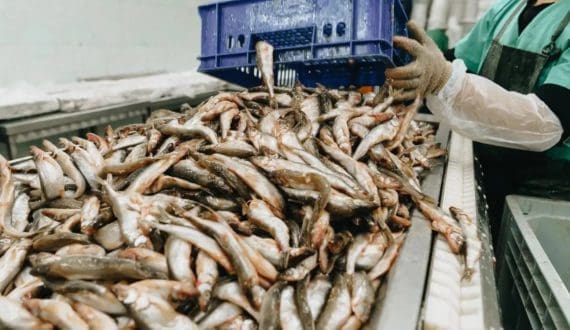 Thumbnail for Malaysia’s QL Foods rolls out SuperQ chicken range to expand into value-added poultry