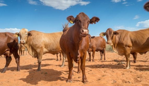 Thumbnail for Chad record rise in informal livestock exports to Cameroon