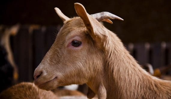 Thumbnail for Chad record rise in informal livestock exports to Cameroon