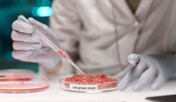 Thumbnail for Dawn Meats increases offer for Alliance Group