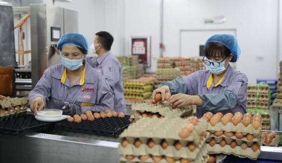 Thumbnail for Chicken prices keep rising across Egypt as feed, transport costs surge