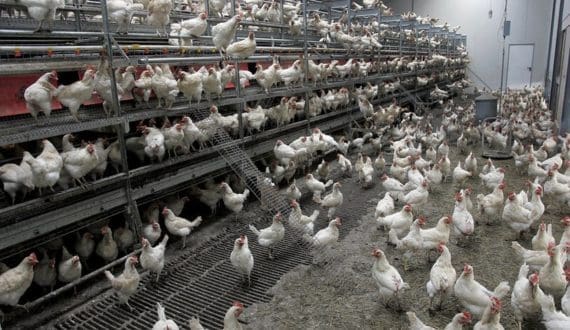 Thumbnail for China exports first batch of poultry hatching eggs to Tanzania