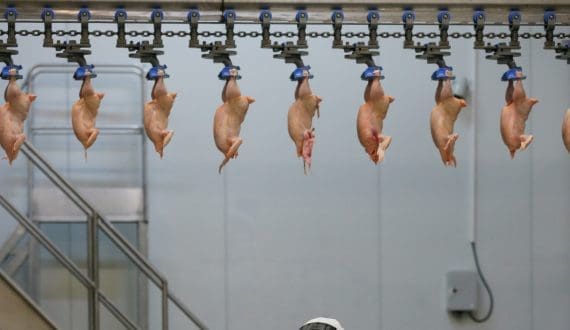 Thumbnail for South Africa’s Agrofi Egg targets growth with plans to double production by 2026