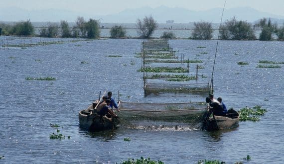 Thumbnail for Ghana to distribute three million chickens under national poultry project