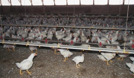 Thumbnail for India plans aquaculture expansion in northern states