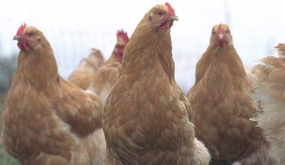 Thumbnail for Ghana to distribute three million chickens under national poultry project