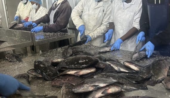 Thumbnail for Sausage sales record steady growth in the UK, reports Pilgrim’s Europe