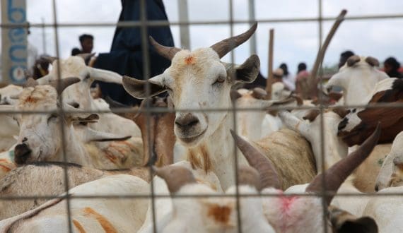 Thumbnail for Higher pork prices drive Smithfield’s strong quarterly results as U.S. industry gains ground