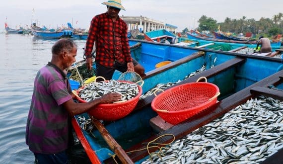 Thumbnail for Somalia eyes US$1B in livestock exports by end of 2025