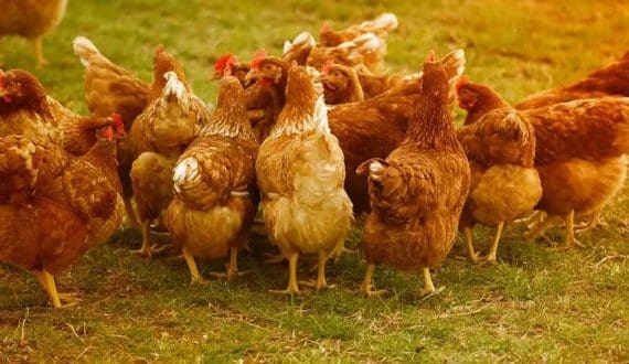 Thumbnail for Brazil resumes chicken exports to Malaysia