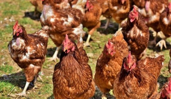 Thumbnail for Indonesia considers new palm oil export restrictions amid biodiesel push