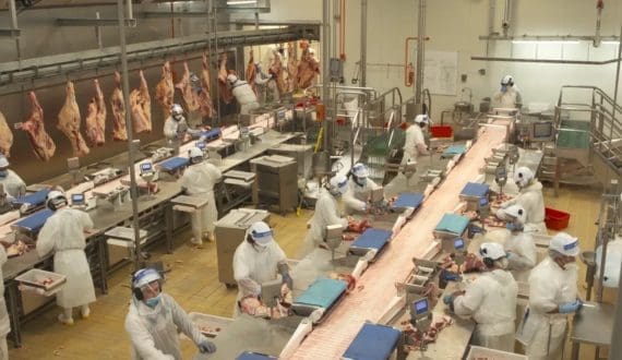 Thumbnail for Namib Poultry introduces automated bird sorting to improve production efficiency