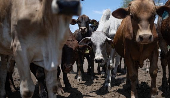 Thumbnail for New Zealand red meat exports maintains high value amid global demand