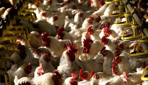 Thumbnail for Beyond Meat forecasts US$70M in Q3 revenue