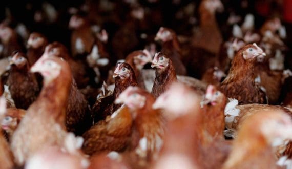 Thumbnail for Dawn Meats invests US$154M for majority stake in New Zealand’s Alliance Group