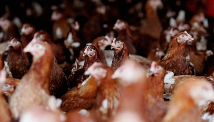 Thumbnail for Oman extends poultry import ban to more European regions