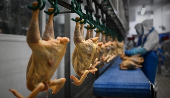 Thumbnail for Superior Foods opens new US$8.1M poultry processing plant in Serbia