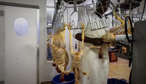 Thumbnail for Oman bans poultry imports from Iran, the Netherlands, and Italy