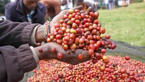 Kenya to settle US$129.2M coffee debts as reforms target production growth