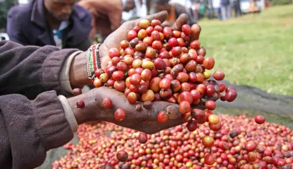 Thumbnail for Nestlé maps 95% of global cocoa genetics to unlock climate-resilient, high-yield varieties 