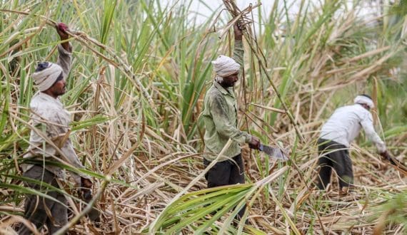 Thumbnail for India approves 15M tonne sugar exports for 2025-26 as industry seeks higher MSP 