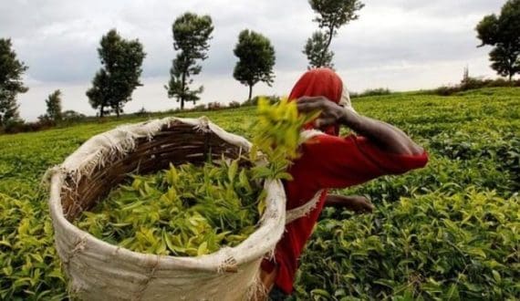 Thumbnail for Kenya tea industry seeks regulatory reset as 2021 pricing rule linked to auction glut, rising compliance costs