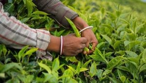 Kenya tea industry rebounds to US$1.68B in 2025 amid reforms, market expansion 