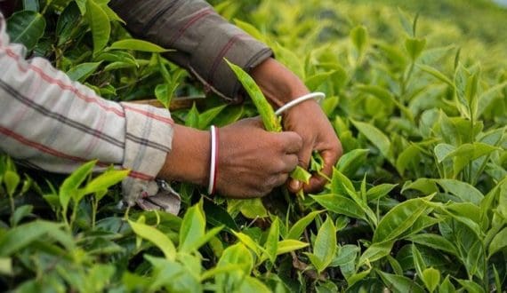 Thumbnail for EU pressures Ghana, Côte d’Ivoire to accelerate cocoa reforms 