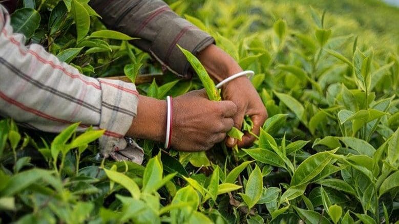 Tanzania seeks to expand tea exports to Egypt amid strengthened ...