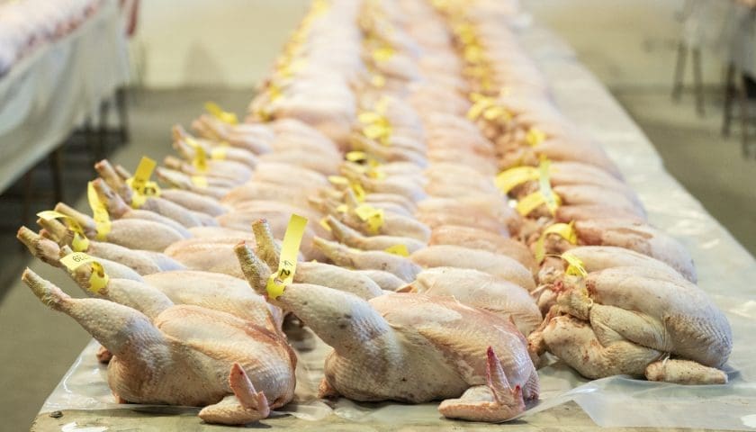 Thumbnail for Mozambique’s poultry output nears 100,000 tonnes in nine months