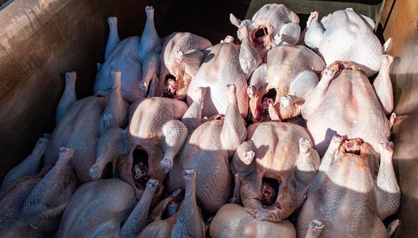 Thumbnail for USDA data shows persistent Salmonella Contamination in major poultry plants