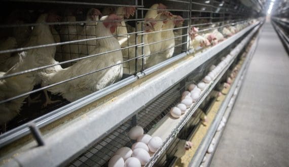 Thumbnail for US Justice Department to launch probe into meatpacking giants over price manipulation claims