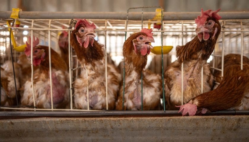 Thumbnail for Namibia records strong poultry growth with 14.4 million chickens slaughtered by September 2025