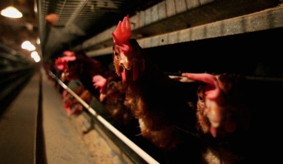 Thumbnail for Nkoko Nketenkete project begins as Ghana targets rapid poultry production
