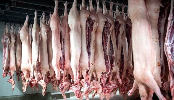 Thumbnail for Gabon launches training program to develop local poultry industry