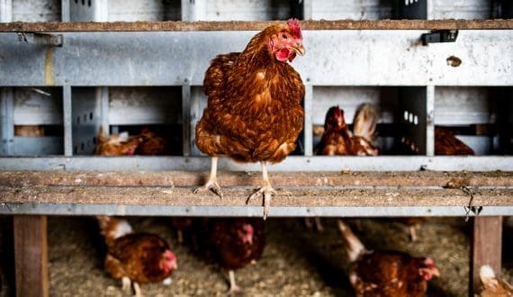 Thumbnail for Taiwan’s trade rules keep U.S. pork exports limited