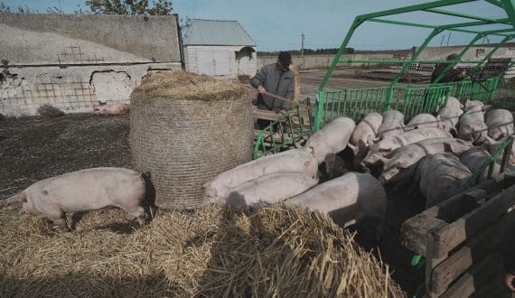 Thumbnail for US President Trump exempts beef, other key food imports from tariffs