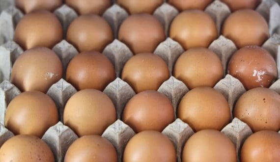 Thumbnail for Hendrix Genetics recognized by FAO for advancing sustainable poultry breeding in Africa