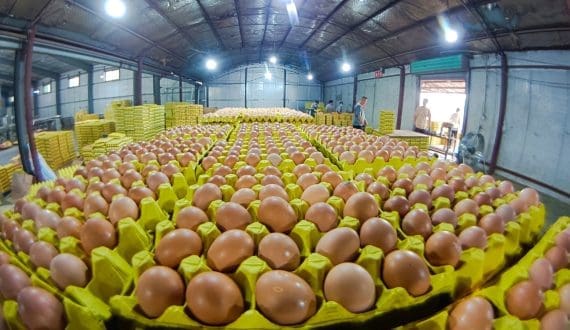 Thumbnail for Fishing industry receives boost as Ivory Coast raises Ministry of Animal Resources budget by 24% for 2026