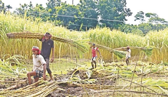 Thumbnail for Tanganda Tea Company posts 26% revenue drop, US$4.2M loss as weather impacts yields