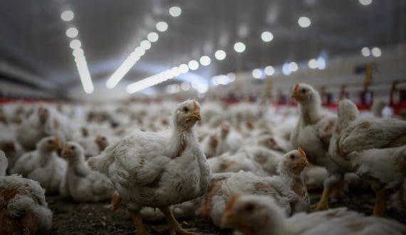 Thumbnail for Australia’s feedlot expansion reshapes beef supply