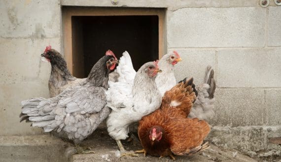 Thumbnail for Egg prices collapse in Egypt as production outpaces demand