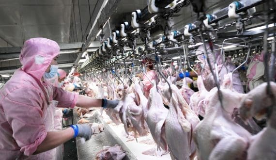 Thumbnail for Festive chicken shortage hits Zimbabwe poultry farmers