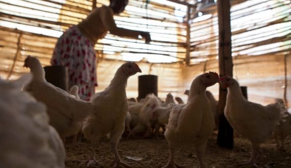Thumbnail for Benin secures US$112M for poultry expansion program from AfDB