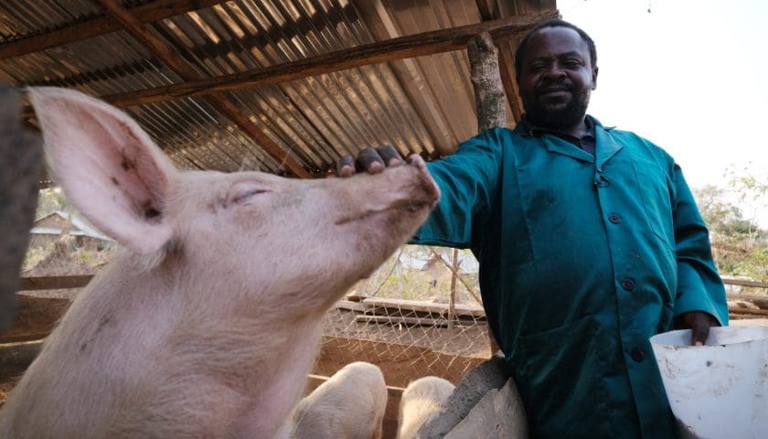 Thumbnail for Namibia sees 25% drop in cattle marketing while pig slaughtering rises 6%