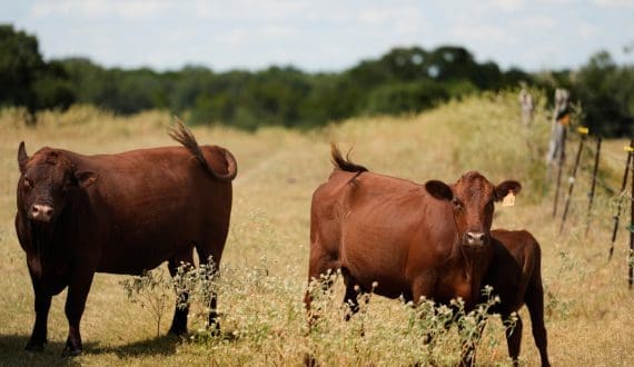 Thumbnail for Benin secures US$112M for poultry expansion program from AfDB